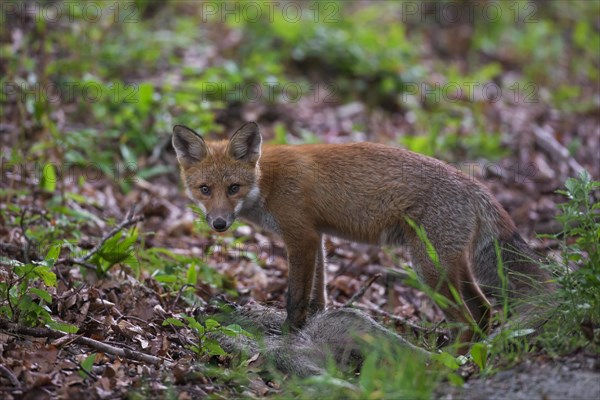 Young red fox