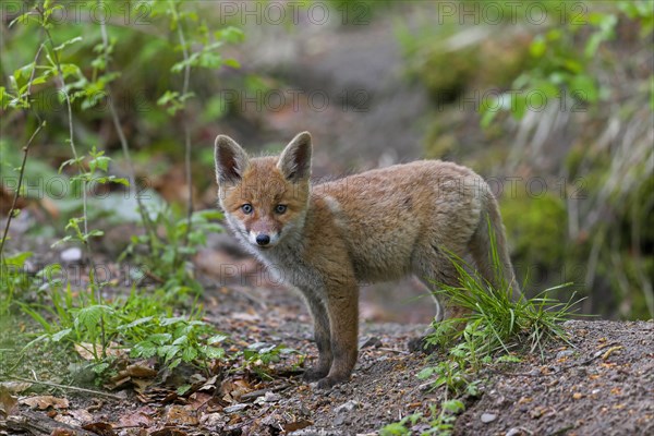 Young red fox