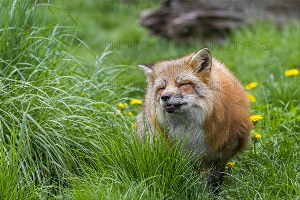 Red fox