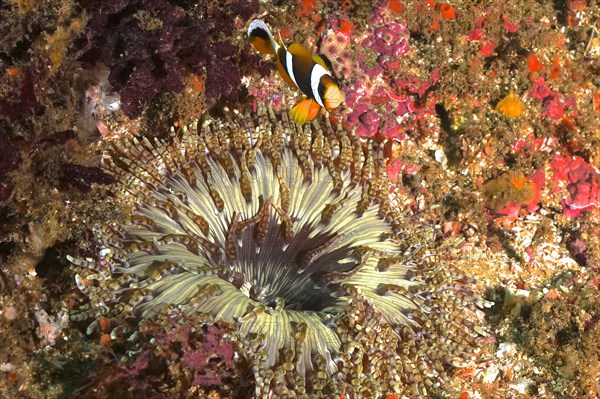 Beaded anemone