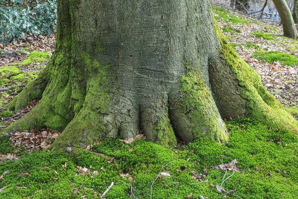 Tree trunk