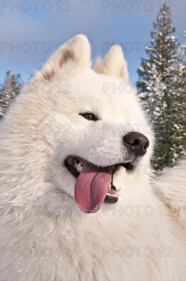 Samoyed dog