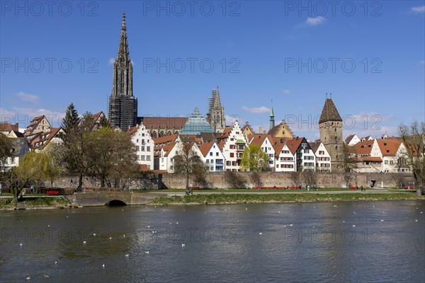 Danube and Danube promenade with Ulm city wall and Ulm Cathedral behind