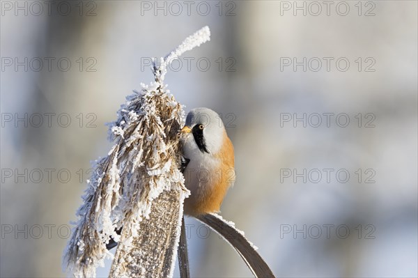 Bearded reedling