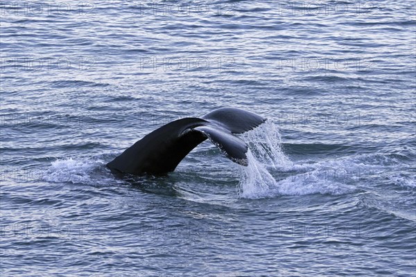 Humpback whale