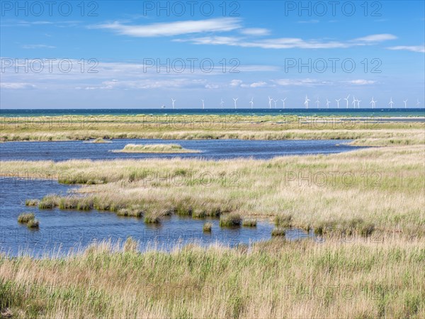 Brackish water lakes at Darsser Ort