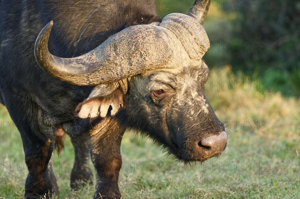 Cape buffalo