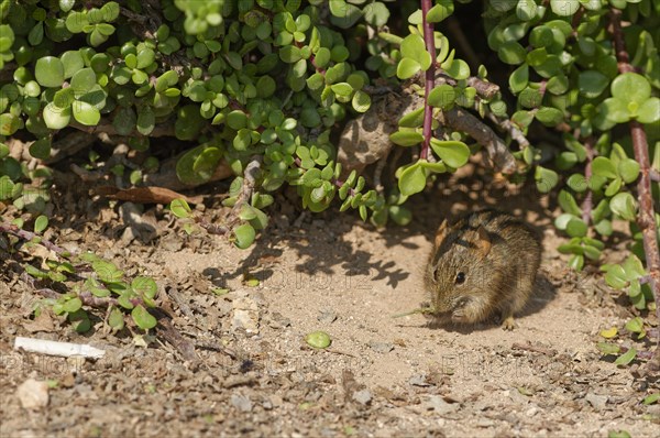 Four-striped grass mouse