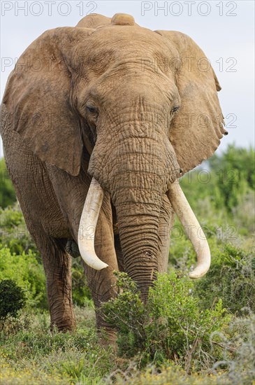 African bush elephant