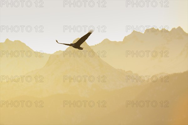Bald Eagle in front of the mountains of the Kenai Peninsula