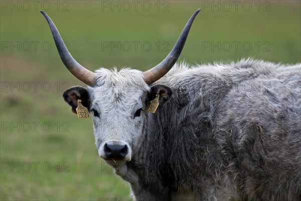 Hungarian Grey Cattle