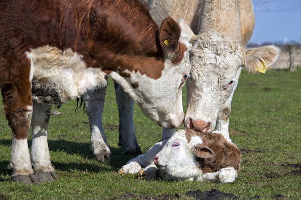 Curious cows