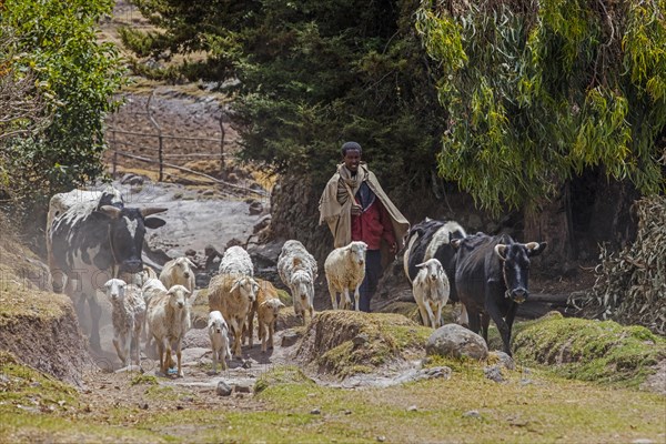 Young black herdsman herding sheep and cows