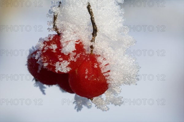 Guelder Rose