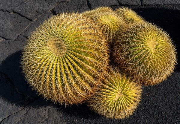 Golden ball cacti