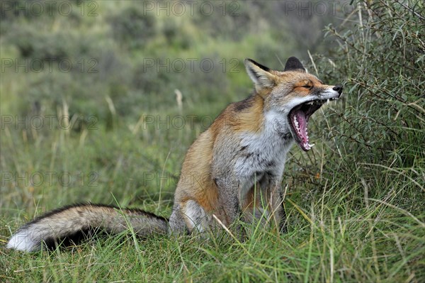 Red fox