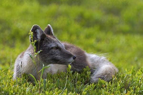 Arctic fox