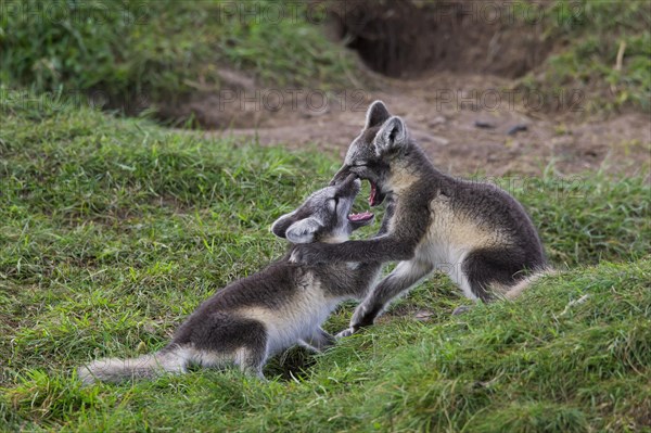 Arctic fox