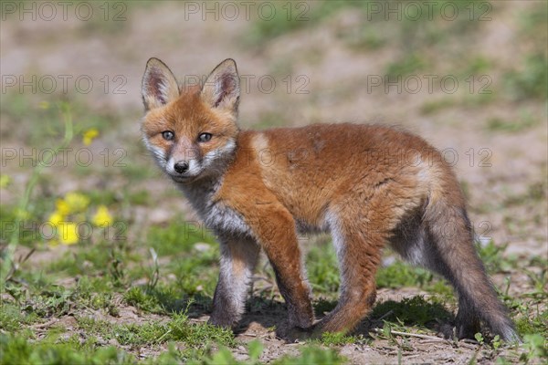 Cute red fox