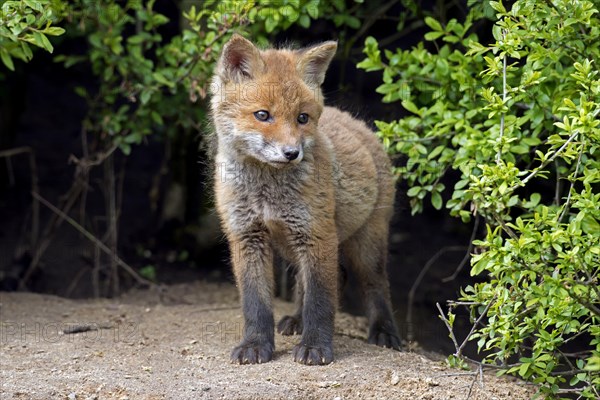 Cute young red fox