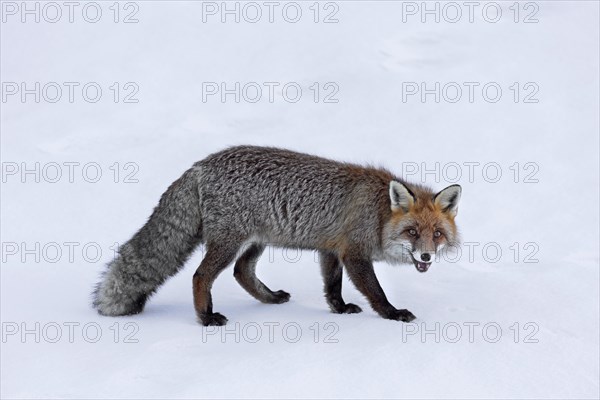 Red fox