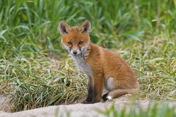 Young red fox