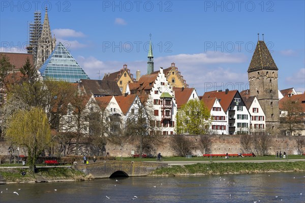 Danube and Danube promenade with Ulm city wall and Ulm Cathedral behind