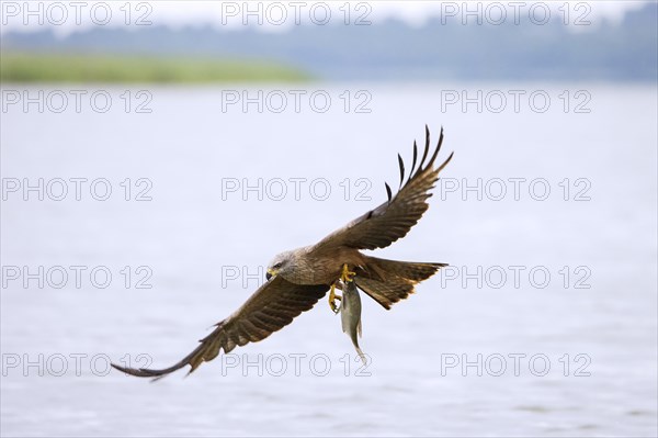 Black kite