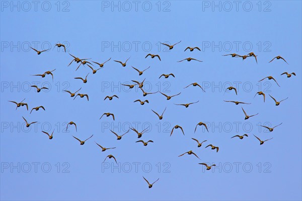 European Golden Plover