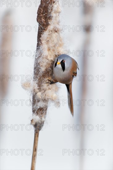 Bearded Reedling