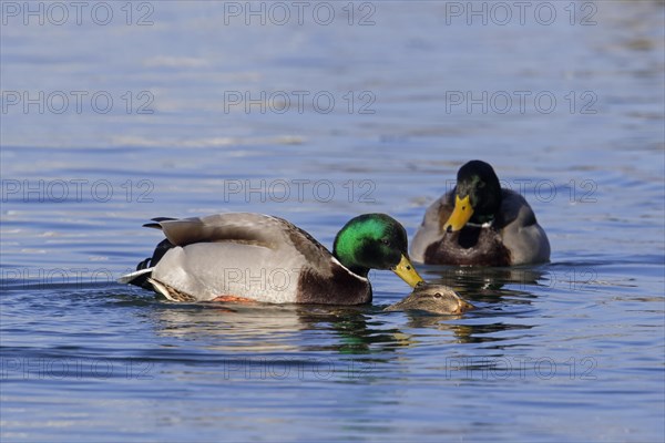 Mallard