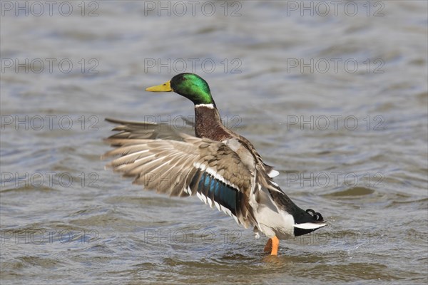 Mallard