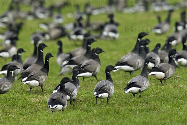 Brent geese