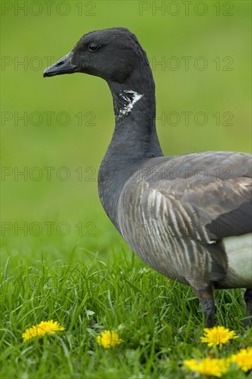 Brent goose