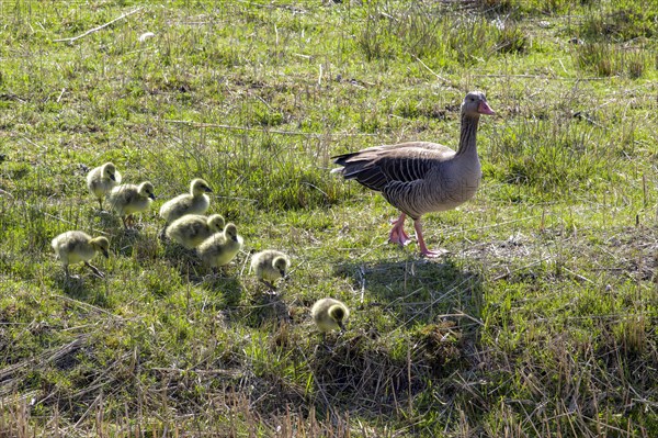 Greylag goose