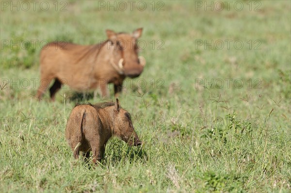 Common warthogs