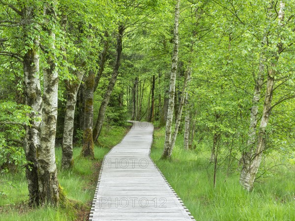 Boardwalk through the Black Moor