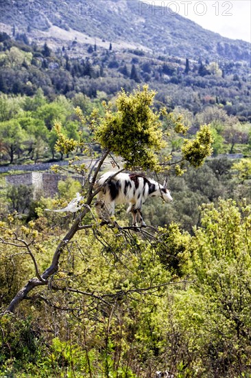 Llogara National Park in the Ceraunian Mountains in southern Albania