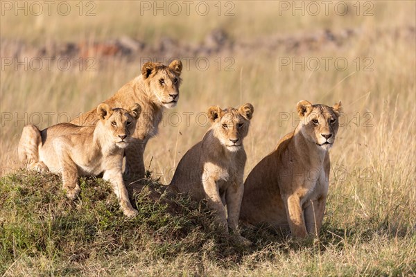 Group of lions