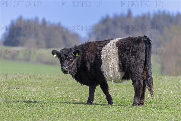 Belted Galloway