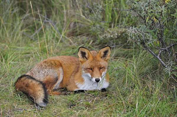 Red fox