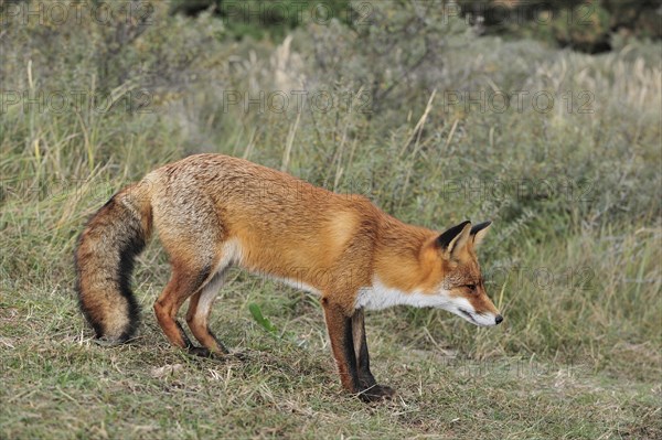 Red fox