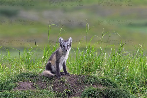 Arctic fox