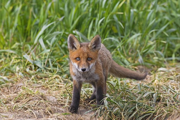 Young red fox