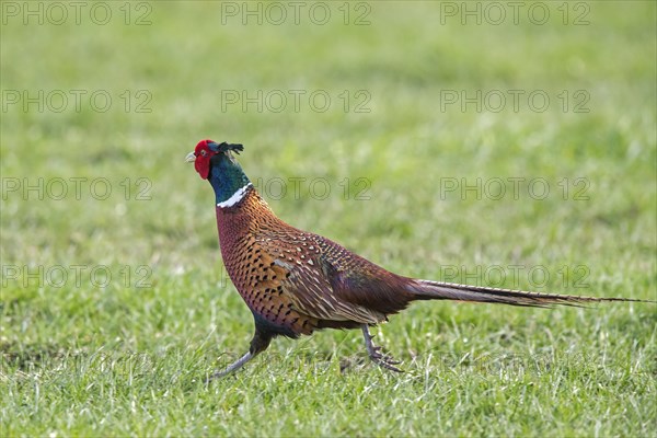 Common pheasant