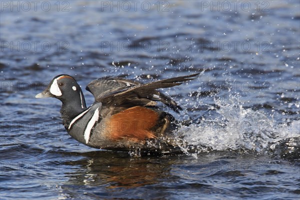 Harlequin duck