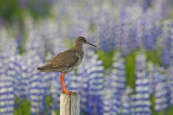 Common redshank