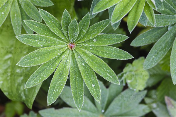 Lupin