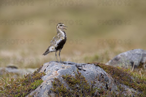 European golden plover