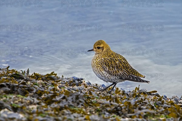 European golden plover